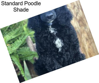Standard Poodle Shade