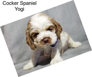 Cocker Spaniel Yogi