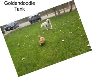 Goldendoodle Tank