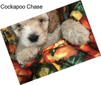 Cockapoo Chase