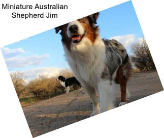 Miniature Australian Shepherd Jim