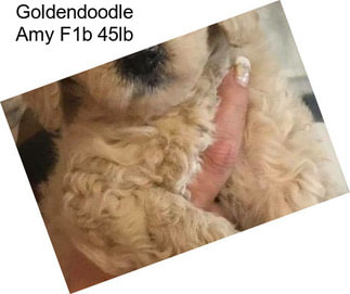 Goldendoodle Amy F1b 45lb