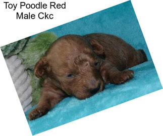 Toy Poodle Red Male Ckc