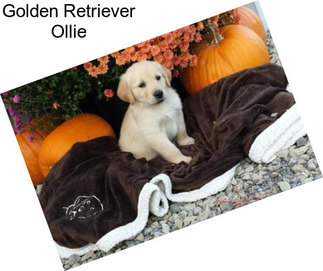 Golden Retriever Ollie