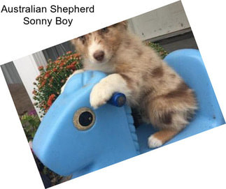 Australian Shepherd Sonny Boy