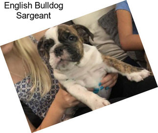 English Bulldog Sargeant