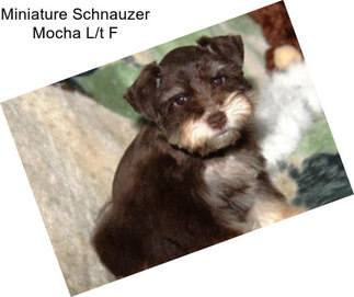 Miniature Schnauzer Mocha L/t F