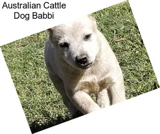 Australian Cattle Dog Babbi