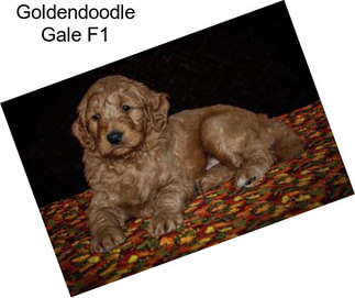 Goldendoodle Gale F1