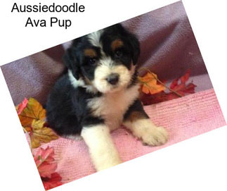 Aussiedoodle Ava Pup