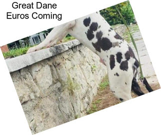 Great Dane Euros Coming