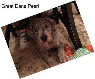 Great Dane Pearl
