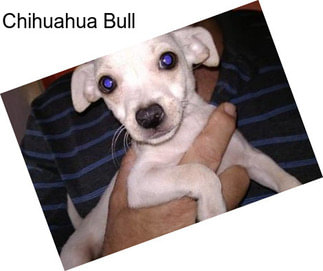 Chihuahua Bull