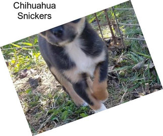 Chihuahua Snickers