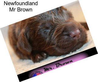 Newfoundland Mr Brown