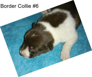 Border Collie #6