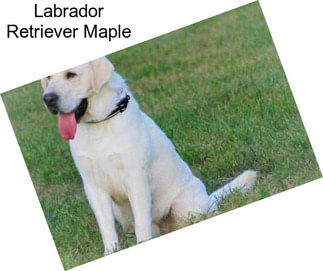 Labrador Retriever Maple