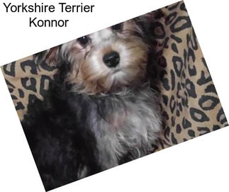 Yorkshire Terrier Konnor