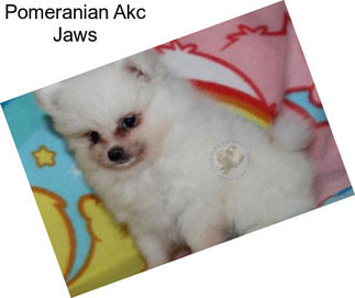 Pomeranian Akc Jaws