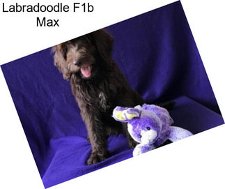 Labradoodle F1b Max