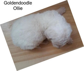 Goldendoodle Ollie