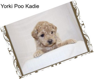 Yorki Poo Kadie