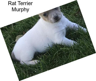 Rat Terrier Murphy