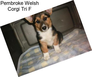 Pembroke Welsh Corgi Tri F
