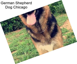 German Shepherd Dog Chicago