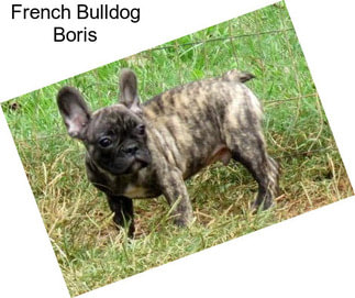 French Bulldog Boris