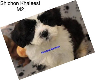 Shichon Khaleesi M2