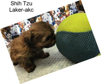 Shih Tzu Laker-akc