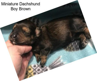 Miniature Dachshund Boy Brown