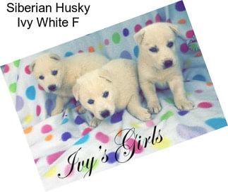 Siberian Husky Ivy White F