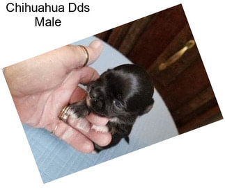 Chihuahua Dds Male