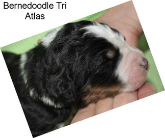 Bernedoodle Tri Atlas