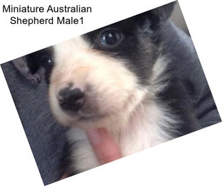 Miniature Australian Shepherd Male1