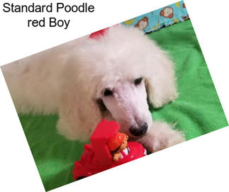 Standard Poodle \