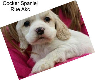 Cocker Spaniel Rue Akc