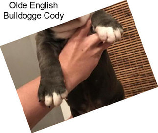 Olde English Bulldogge Cody
