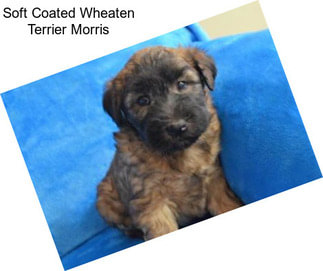 Soft Coated Wheaten Terrier Morris