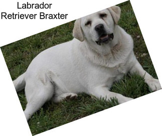 Labrador Retriever Braxter