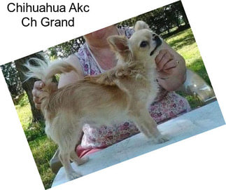 Chihuahua Akc Ch Grand