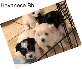 Havanese Bb