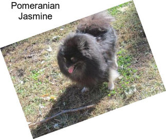 Pomeranian Jasmine