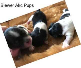 Biewer Akc Pups