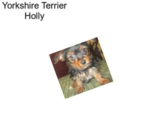 Yorkshire Terrier Holly