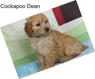 Cockapoo Dean