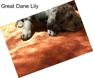 Great Dane Lily