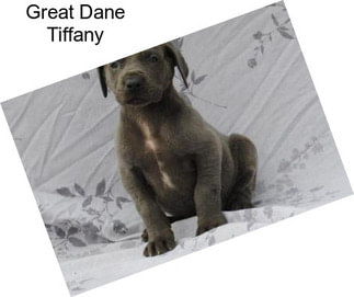 Great Dane Tiffany